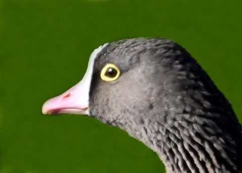 カリガネ2801(2835)