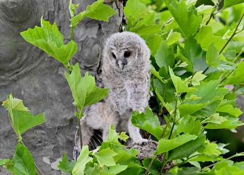 フクロウの雛5942
