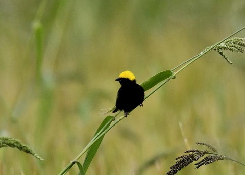 オウゴンチョウ1353