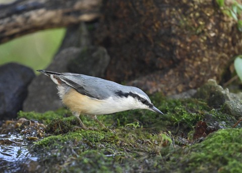 ゴジュウカラ2252