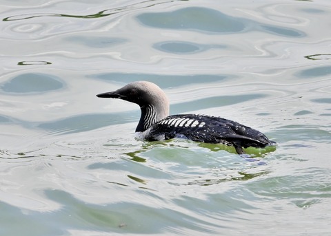 シロエリオオハム3108