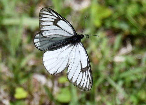 ミヤマシロチョウ♂2540