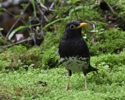 クロツグミ♂5809