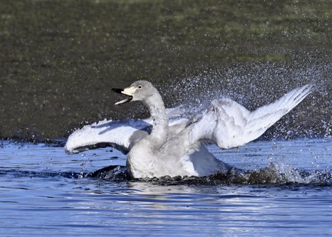 オオハクチョウ幼鳥3511