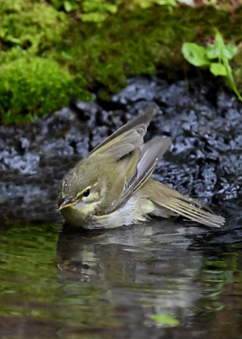 メボソムシクイ0376