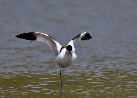 ソリハシセイタカシギ8433