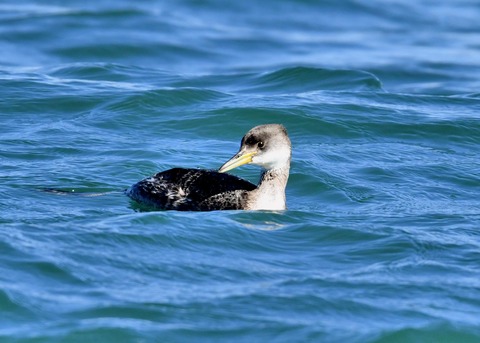 アカエリカイツブリ冬羽4225