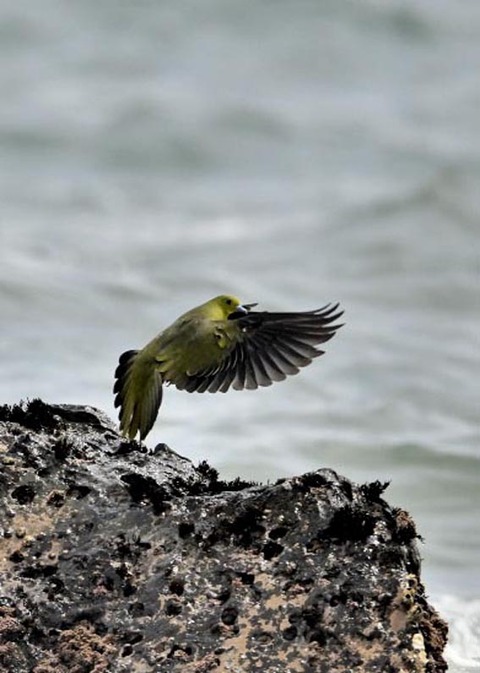アオバト♀4933