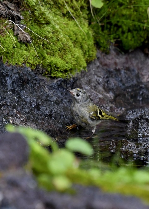 キクイタダキ幼鳥2847