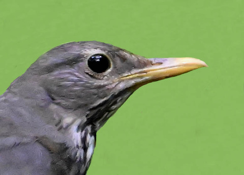 クロツグミ♀9001