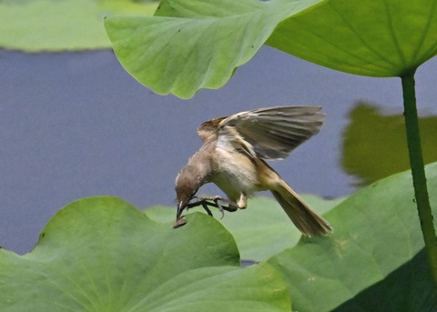 オオヨシキリ1699