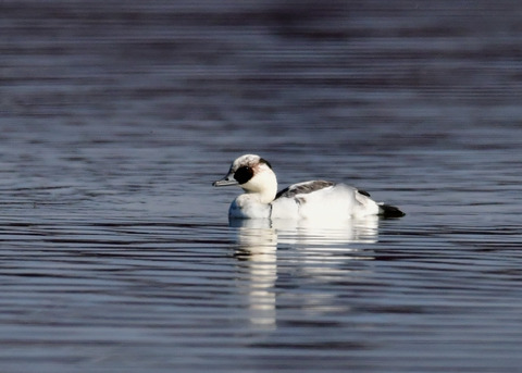 ミコアイサ♂9034