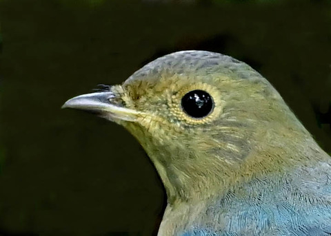 オオルリ♂幼鳥1000