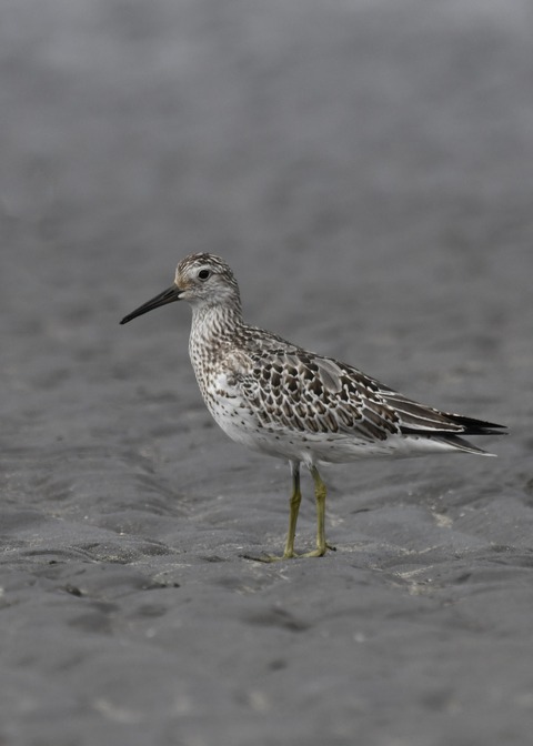 オバシギ幼鳥4496