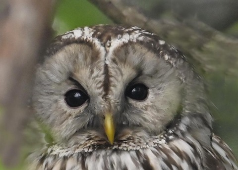 フクロウ♀3000(3174)