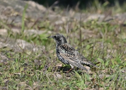 ホシムクドリ5714