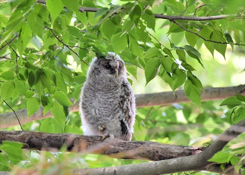フクロウのヒナ6763