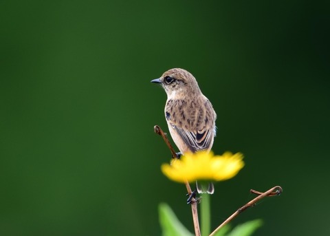 ノビタキ♀冬羽4146