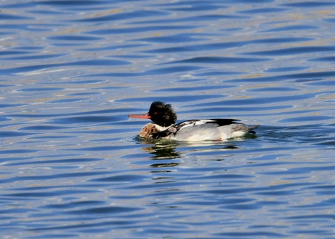 ウミアイサ♂5598