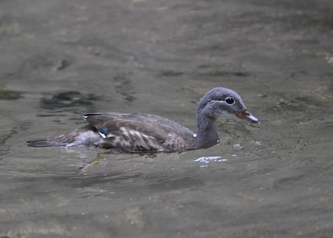 オシドリ♀幼鳥6678