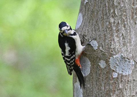 アカゲラ♀5190