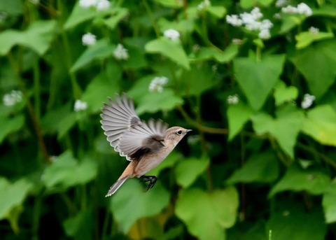 飛ぶ・ノビタキ♀9374