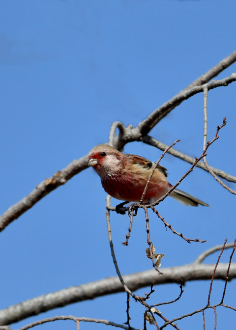 ベニマシコ♂2808
