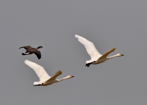 シジュウカラガン0696