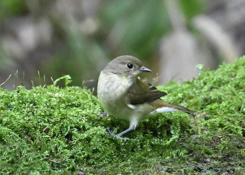 キビタキ♀1670