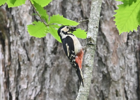 アカゲラ♀5353