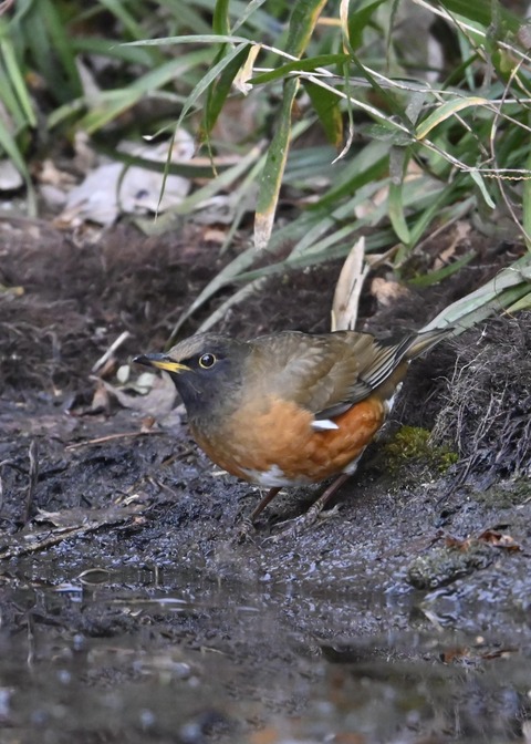 オオアカハラ5261