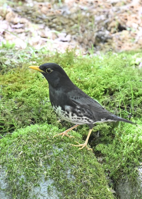 クロツグミ♂5574