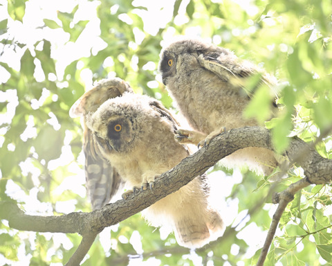 トラフズクの雛3532