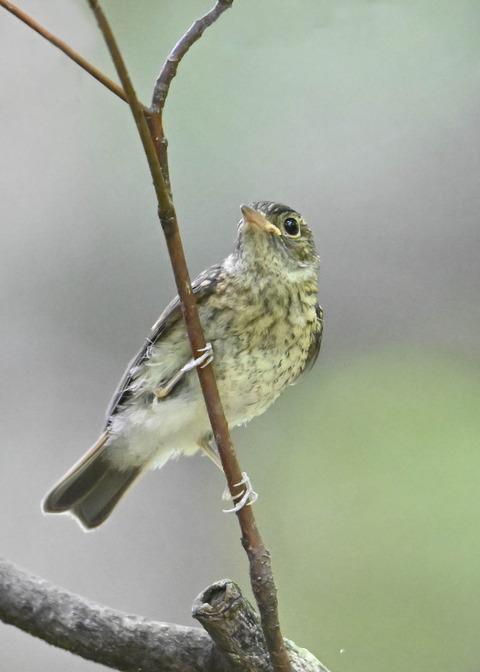 キビタキ幼鳥2654
