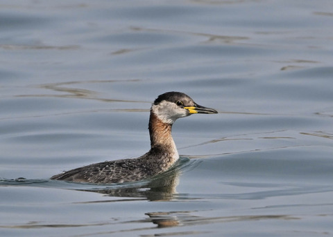 ｱｶｴﾘｶｲﾂﾌﾞﾘ8322