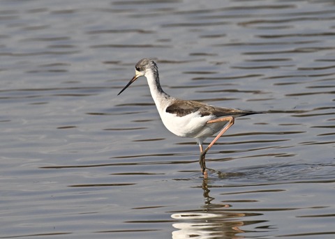 セイタカシギ幼鳥2946
