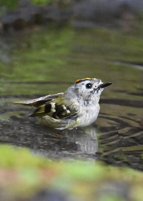 キクイタダキ♂1139