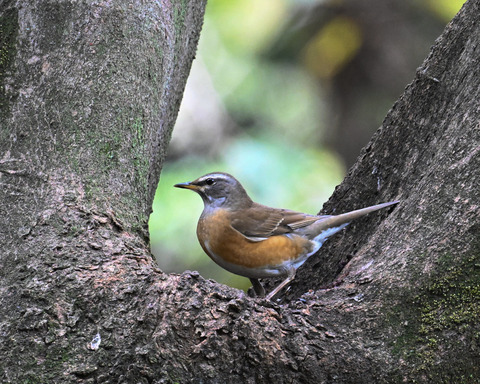 マミチャジナイ2508