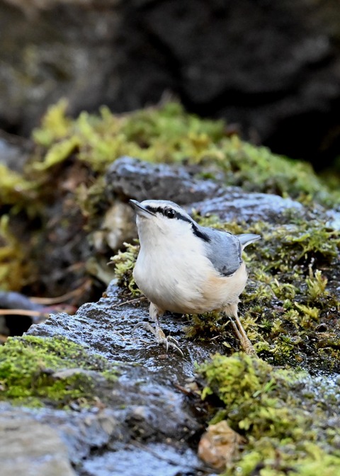 ゴジュウカラ9253