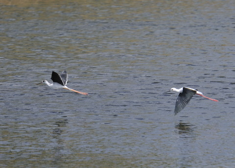 飛ぶ・セイタカシギ0248-01
