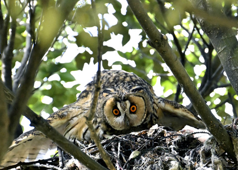 トラフズク♀8248