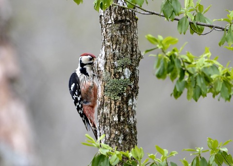 オオアカゲラ♂1398
