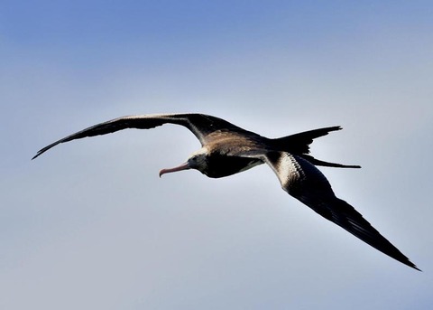 オオグンカンドリ2428