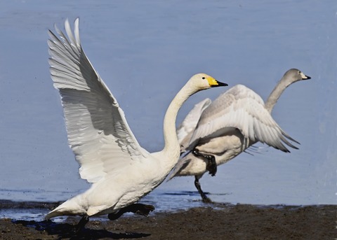 オオハクチョウ3211