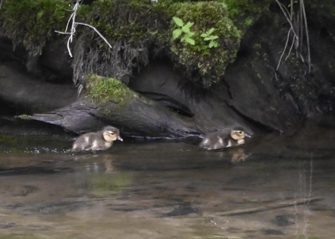 オシドリのヒナ5990