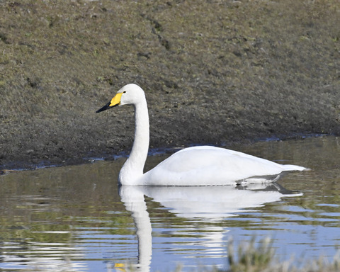 オオハクチョウ3060