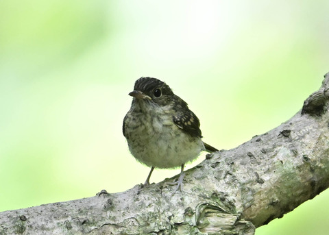 キビタキ幼鳥2592