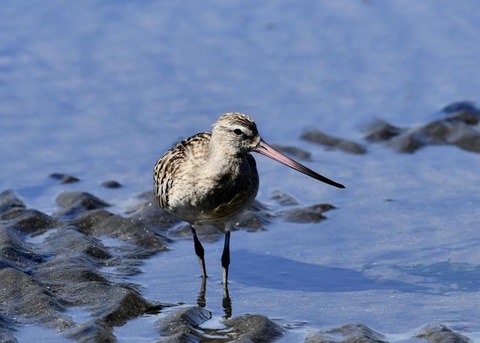 オオソリハシシギ9234