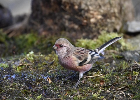 ベニマシコ♂5493