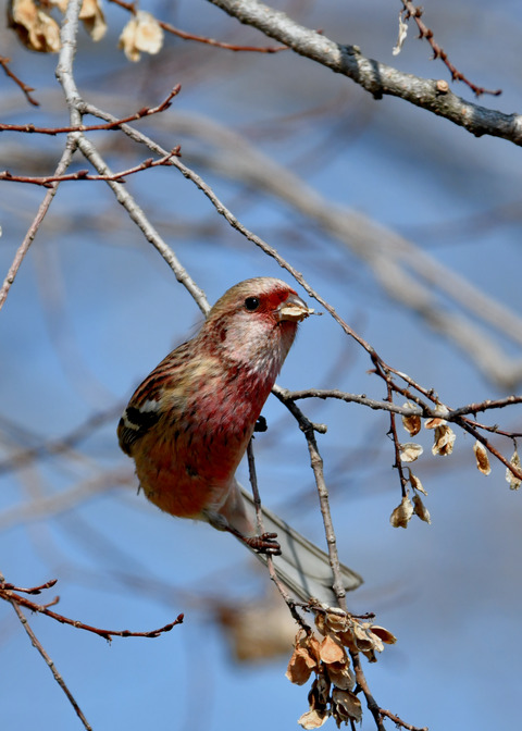 ベニマシコ♂3056
